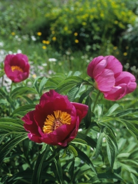 La Flora del Parco - Vacanze da sogno in Abruzzo